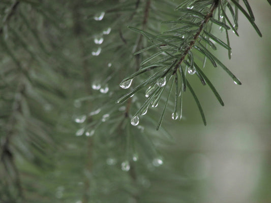 Close-up of raindrops hanging from pine needles after rainfall in a forest, highlighting fresh water and natural moisture in the wilderness.
