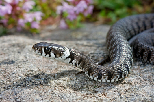 Close-up of a black and white snake resting on a sunlit rock, with blurred flowers and greenery in the background.